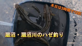 涸沼・涸沼川のハゼ釣りマハゼ12匹、最長16センチ？）（2024年9月21日） [upl. by Nilyac202]