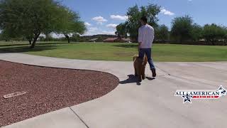 Puppy Godelndoodle Training I Phoenix AZ I Best Dog Training [upl. by Colinson]