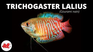 Gourami nain Trichogaster lalius ✔ [upl. by Skier549]