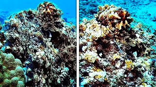 Camouflaged Octopus CAUGHT ON CAMERA  OCTOPUS BLENDS SEAMLESSLY INTO THE ROCKS [upl. by Lloyd424]