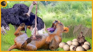 15 Incredible Moments When Brave Ostriches Fight Lions To Protect Their Chick  Animal Fight [upl. by Naitsirc726]