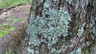 Foliose Lichen [upl. by Thor977]