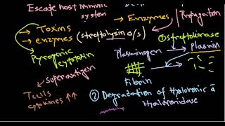 Streptococcus pathogenesis [upl. by Pacian975]