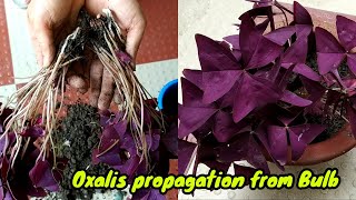 how to grow oxalis plant from bulb  oxalis plant care Best soil mix Fertilizer light amp water [upl. by Malynda]