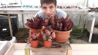 Conociendo Sarracenia purpurea [upl. by Schuler]