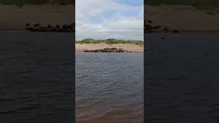 Seal colony Collieston by Fiona seals collieston northsea fy fypシ゚viral shortsviral shorts [upl. by Cookie]