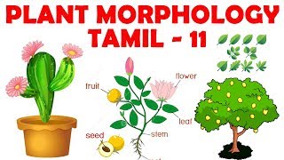 Plant Morphology in Tamil 11  Flower and its Parts  Rajus Biology [upl. by Nnaylrebmik]