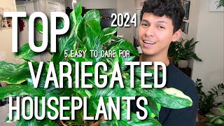 My Top Variegated Houseplants 2024 [upl. by Ellison]