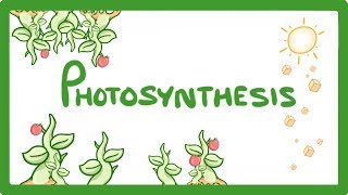 GCSE Biology  Photosynthesis 48 [upl. by Andria]