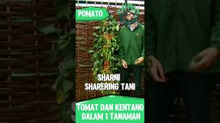 POMATO TOMAT DAN KENTANG 1 TANAMAN shorts viral pertanian tomato potato kentang fyp [upl. by Llenrad]