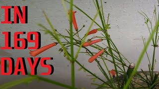 How to grow Firecracker Plant Russelia equisetiformis [upl. by Ecirtnahs117]