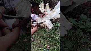 hamhi h yaha ke karta dharta 🕊️🕊️🕊️status pigeon kabutar subscribe shortvideos shorts [upl. by Dennard]