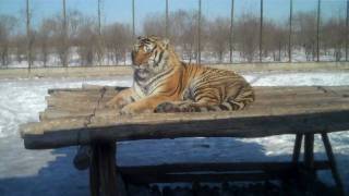 Harbins Siberian Tiger Park [upl. by Liakim701]