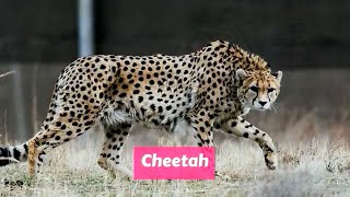 Cheetah Acinonyx jubatus [upl. by Enail]