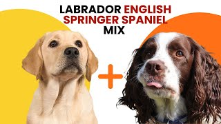 Labrador English Springer Spaniel Mix AKA Springador [upl. by Boot]