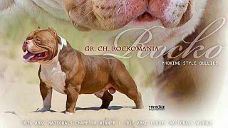 THE MOST BEAUTIFUL GRAND CHAMPION AMERICAN BULLY IN THE WORLD quotROCKOquot [upl. by Eremaj941]