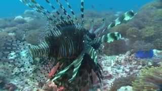 Best of Diving  Atmosphere Kanifushi Maldives [upl. by Anail]