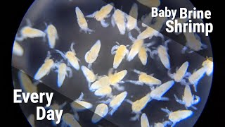 How To Hatch Baby Brine Shrimp All Day Every Day With Timestamps [upl. by Oivatco338]