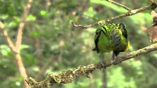 Emerald Tanager [upl. by Azar76]