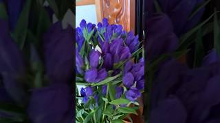 Gentiana Scabra rindou flowers satisfying shortvideo short viralvideo shorts [upl. by Rockie]