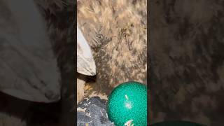 WOW CLOSE UP of an Emu laying a bright green egg animals birds emu education fyp follow [upl. by Tannen]