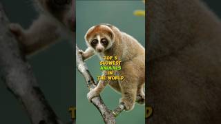 Top 5 Slowest Animals in The World shorts animals MrBeast cristiano [upl. by Nylidnarb]