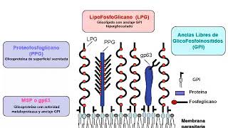 Seminario 8 PARTE 2 Kinetoplastida [upl. by Llemhar]