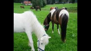 Almabtrieb mit Pferden 2012 [upl. by Neelyahs305]