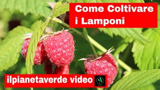 Come coltivare i Lamponi [upl. by Zap]