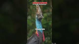 burung kasuari si dinosaurus hidup yang harus kamu waspadai kasuari burungraksasa facts birds [upl. by Ainitsirk]