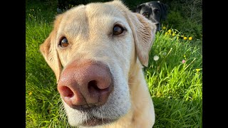 Olive and Mabel  NonGardeners World [upl. by Shanley10]