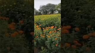 Flower status song flower Hindi song video full screen status whats app status shorts status [upl. by Kilby]