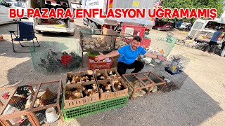 Tavuk Pazarı Fiyatlar Enflasyona Kafa Tutuyor [upl. by Sucitivel]