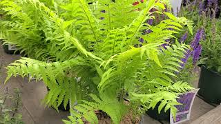 Matteuccia struthiopteris Ostrich Fern  BOLD🌟bright green NATIVE Easy to Grow Fern [upl. by Hakeem507]