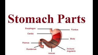 Stomach Parts  Digestive system anatomy  2024 [upl. by Schnabel]