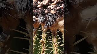 Gran centro de cactus Asiento de suegra Echinocactus grusonii en Benalmádena [upl. by Anits818]