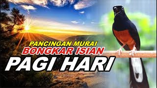 🔴 LIVE 09  pancingan PAGI HARI 100 bikin MURAI BATU GACOR bongkar isian Cililin gacor [upl. by Proudfoot]