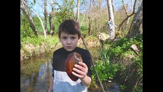 Как очистить воду в пруду Анодонта  Беззубка Пресноводные моллюски для пруда Лесосад с нуля [upl. by Guido]