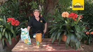 How to Take Care of a Clivia Plant [upl. by Lleirbag]