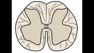 USMLE Step 2 CK Plus  Chapter 2 Neurology  Spinal Cord Lesions [upl. by Jolanta]