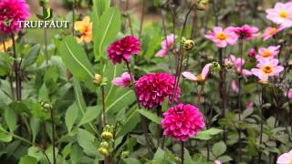 La taille des dahlias  Truffaut [upl. by Ibbetson]