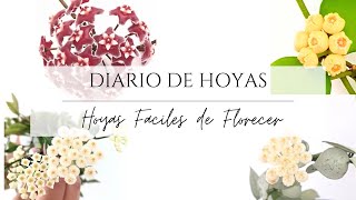 8 Hoya fácil de Florecer [upl. by Ennylyak791]