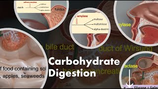 Carbohydrate Digestion [upl. by Pang936]