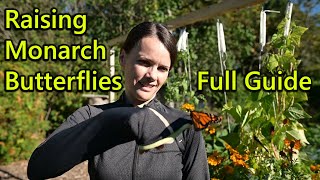 Hatch and Raise Monarch Butterflies  complete how to guide with detailed and beautiful video [upl. by Gower]