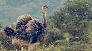 Watch what happens when I let my pet Ostrich out for the first time [upl. by Edmund]