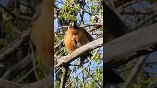 Nature Thrush [upl. by Tom846]