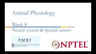 Neural systems amp Special senses PMRFNPTEL Session on Animal Physiologynoc24bt56 Week 8 [upl. by Urissa]