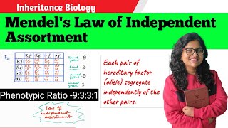 Mendels Law of Independent Assortment biology Mendelslaw Lawofinheritance [upl. by Akinna]