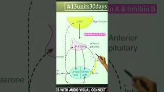 inhibin A amp inhibin B animalphysiology csirnetlifesciences [upl. by Enovi809]