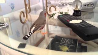 A day in the life of a Zebra Finch Part 2 of 2 [upl. by Bergeron]